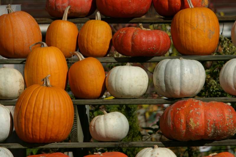 Events in New Hampshire this weekend featuring fall festivals and autumn celebrations.